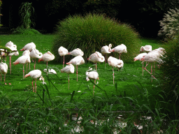 Flamengoes at the Asia area at the Diergaarde Blijdorp zoo