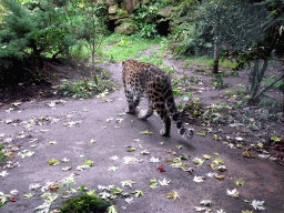 Amur Leopard at the Asia area at the Diergaarde Blijdorp zoo