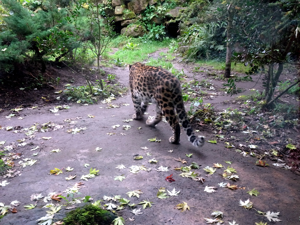 Amur Leopard at the Asia area at the Diergaarde Blijdorp zoo