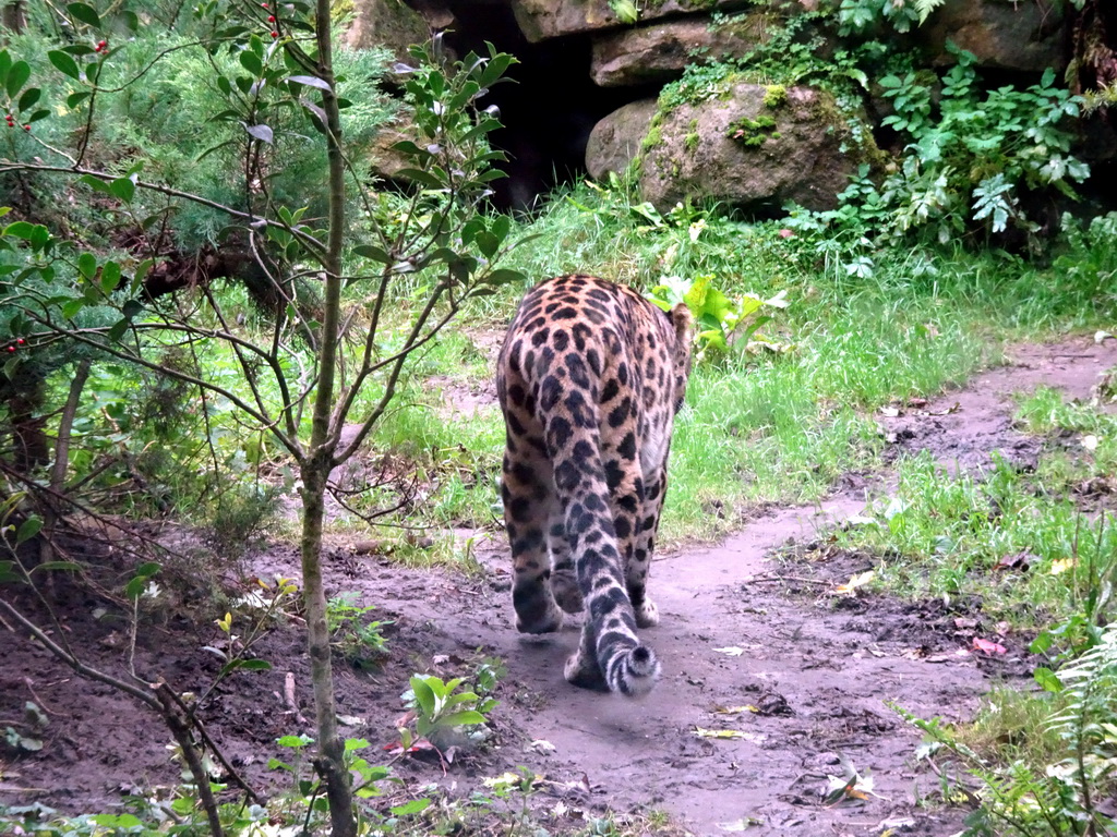 Amur Leopard at the Asia area at the Diergaarde Blijdorp zoo