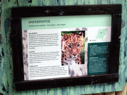 Explanation on the Amur Leopard at the Asia area at the Diergaarde Blijdorp zoo