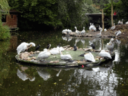 Dalmatian Pelicans and Great Cormorants at the Asia area at the Diergaarde Blijdorp zoo