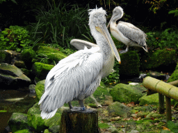 Dalmatian Pelicans at the Asia area at the Diergaarde Blijdorp zoo