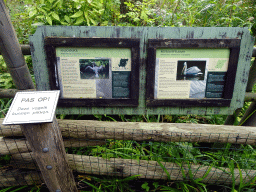 Explanation on the Dalmatian Pelican and Great Cormorant at the Asia area at the Diergaarde Blijdorp zoo