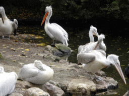 Dalmatian Pelicans at the Asia area at the Diergaarde Blijdorp zoo