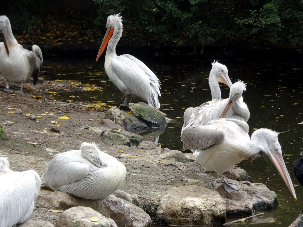 Dalmatian Pelicans at the Asia area at the Diergaarde Blijdorp zoo