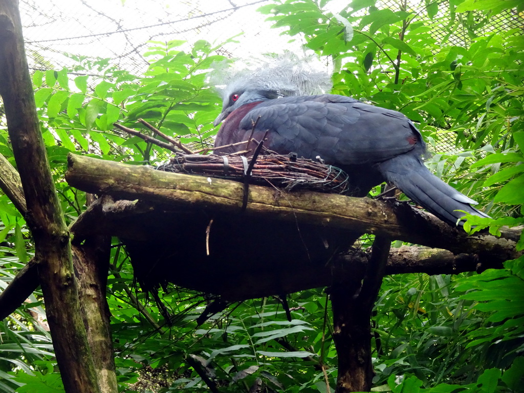 Maroon-breasted Crowned Pigeon at the Asia area at the Diergaarde Blijdorp zoo