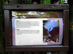 Explanation on the Maroon-breasted Crowned Pigeon at the Asia area at the Diergaarde Blijdorp zoo