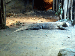 Komodo Dragon at the Rumah Asia house at the Asia area at the Diergaarde Blijdorp zoo