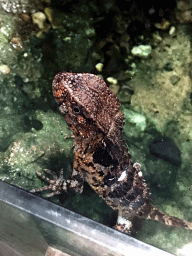 Crocodile Lizard at the Rumah Asia house at the Asia area at the Diergaarde Blijdorp zoo