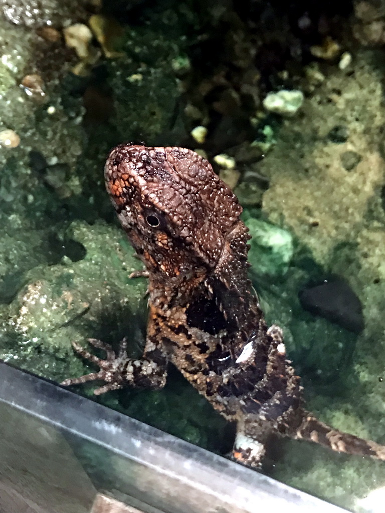 Crocodile Lizard at the Rumah Asia house at the Asia area at the Diergaarde Blijdorp zoo