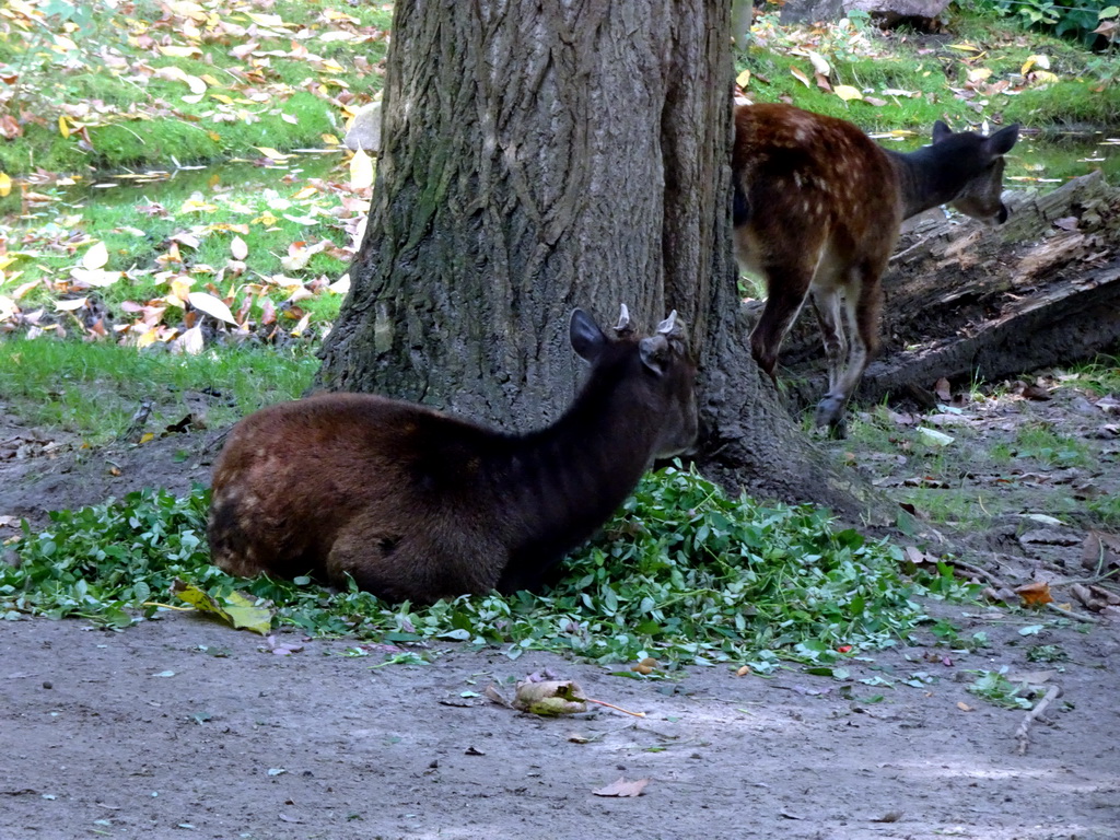 Visayan Spotted Deer at the Asia area at the Diergaarde Blijdorp zoo