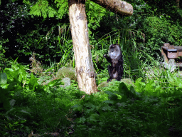 Lion-tailed Macaque at the Asia area at the Diergaarde Blijdorp zoo