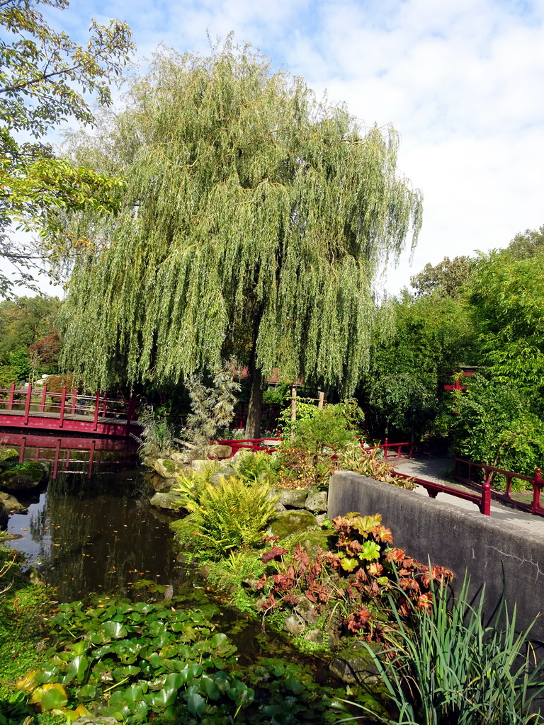 The Chinese Garden at the Asia area at the Diergaarde Blijdorp zoo