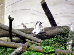 Ring-tailed Lemur at the Africa area at the Diergaarde Blijdorp zoo