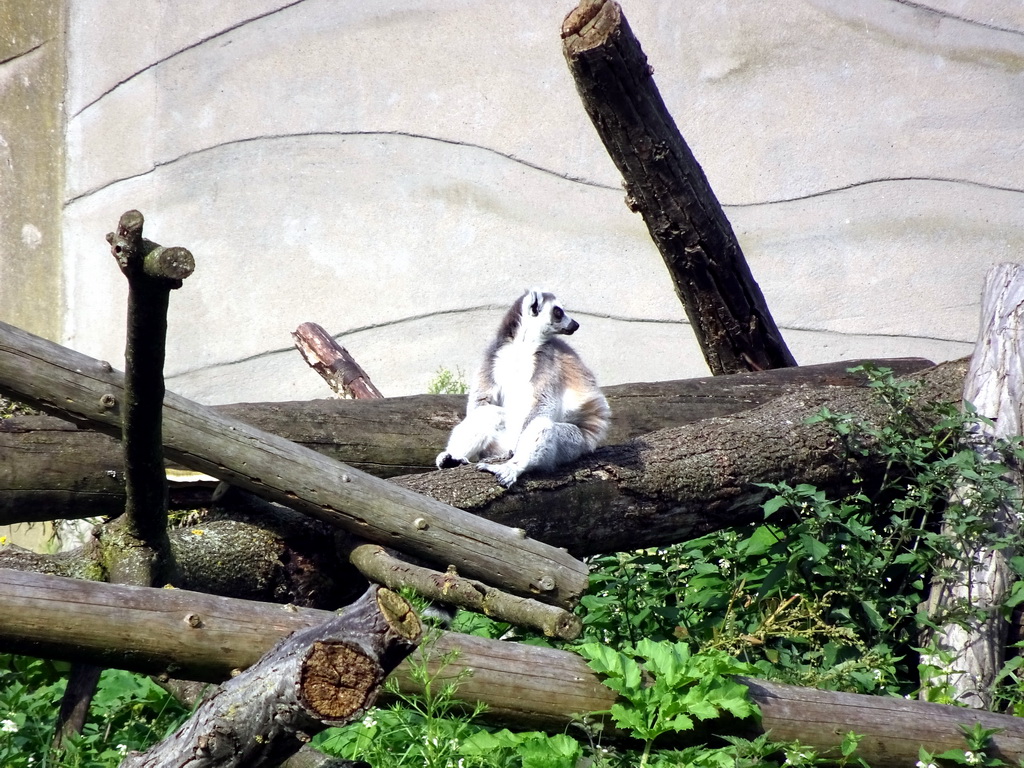 Ring-tailed Lemur at the Africa area at the Diergaarde Blijdorp zoo