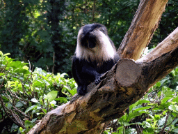 Lion-tailed Macaque at the Asia area at the Diergaarde Blijdorp zoo