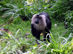 Lion-tailed Macaque at the Asia area at the Diergaarde Blijdorp zoo