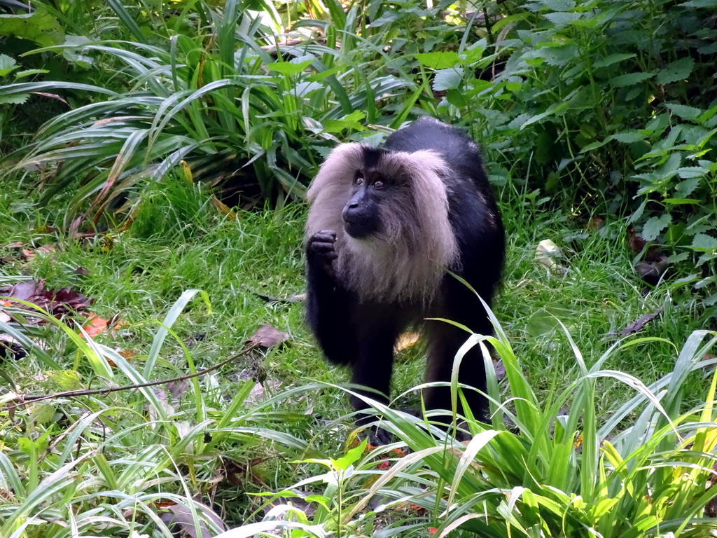 Lion-tailed Macaque at the Asia area at the Diergaarde Blijdorp zoo