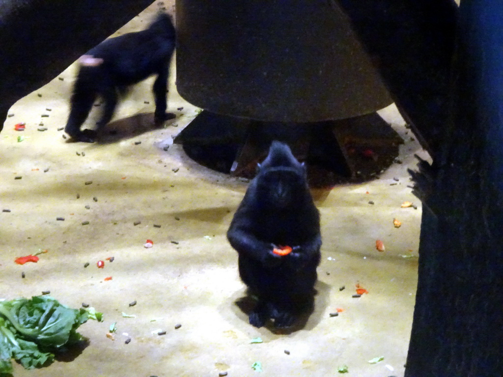 Celebes Crested Macaques at the Asian Swamp at the Asia area at the Diergaarde Blijdorp zoo