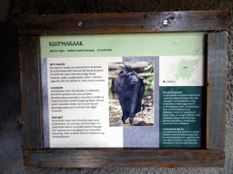 Explanation on the Celebes Crested Macaque at the Asian Swamp at the at the Asia area at the Diergaarde Blijdorp zoo