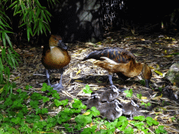 Ducks at the Burung Asia section at the Asia area at the Diergaarde Blijdorp zoo