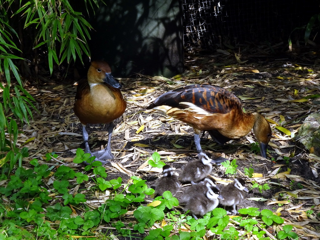 Ducks at the Burung Asia section at the Asia area at the Diergaarde Blijdorp zoo