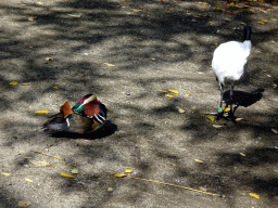 Mandarin Duck and African Sacred Ibis at the Burung Asia section at the Asia area at the Diergaarde Blijdorp zoo