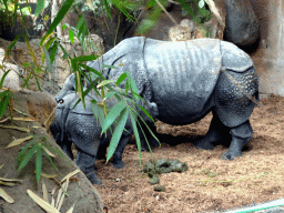 Great Indian Rhinoceroses at the Taman Indah building at the Asia area at the Diergaarde Blijdorp zoo