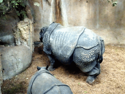 Great Indian Rhinoceroses at the Taman Indah building at the Asia area at the Diergaarde Blijdorp zoo