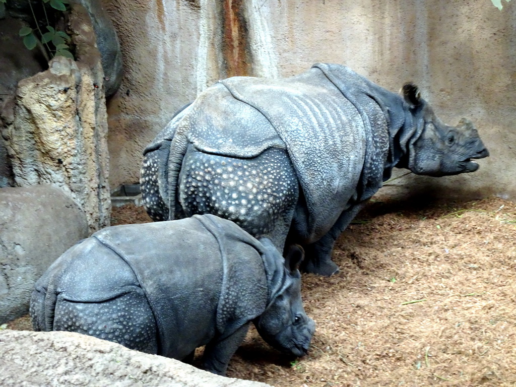 Great Indian Rhinoceroses at the Taman Indah building at the Asia area at the Diergaarde Blijdorp zoo