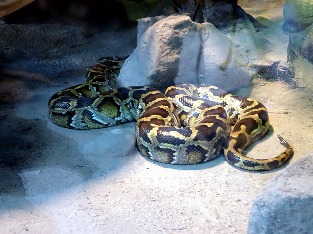 India Python at the Taman Indah building at the Asia area at the Diergaarde Blijdorp zoo