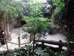 Enclosure of the Indian Elephants at the Taman Indah building at the Asia area at the Diergaarde Blijdorp zoo, viewed from the upper level