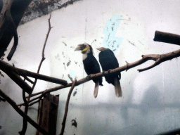 Great Hornbills at the Taman Indah building at the Asia area at the Diergaarde Blijdorp zoo, viewed from the upper level