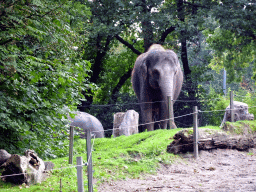 Indian Elephants at the Asia area at the Diergaarde Blijdorp zoo