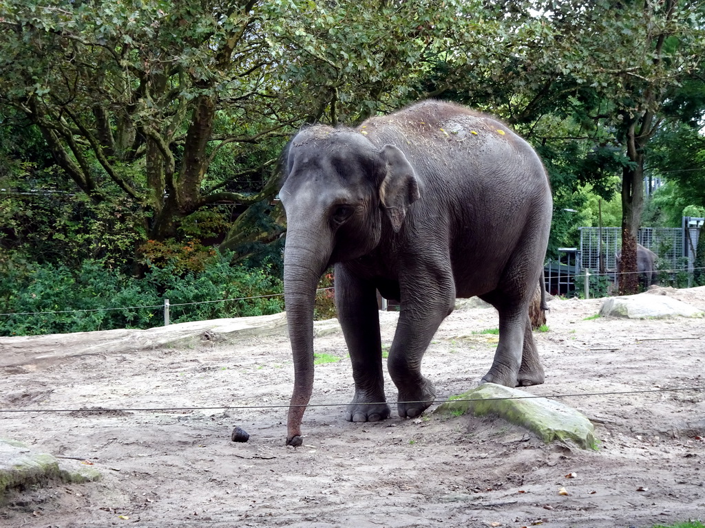 Indian Elephants at the Asia area at the Diergaarde Blijdorp zoo