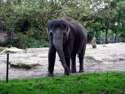 Indian Elephants at the Asia area at the Diergaarde Blijdorp zoo