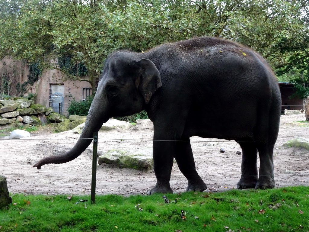 Indian Elephant at the Asia area at the Diergaarde Blijdorp zoo