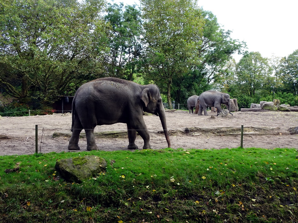 Indian Elephants at the Asia area at the Diergaarde Blijdorp zoo