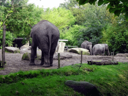 Indian Elephants at the Asia area at the Diergaarde Blijdorp zoo