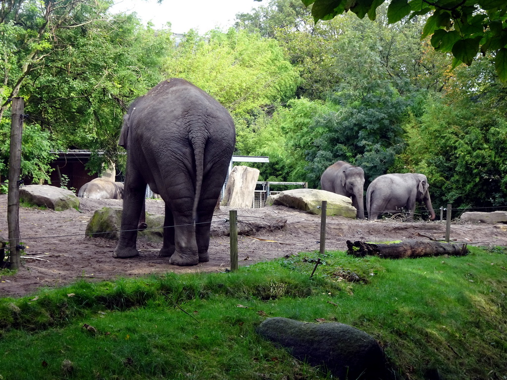 Indian Elephants at the Asia area at the Diergaarde Blijdorp zoo