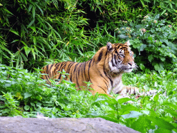 Sumatran Tiger at the Asia area at the Diergaarde Blijdorp zoo, during feeding