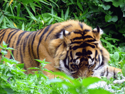 Sumatran Tiger at the Asia area at the Diergaarde Blijdorp zoo, during feeding