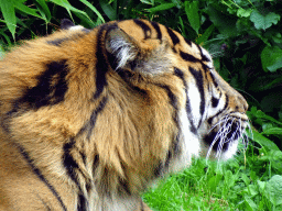 Sumatran Tiger at the Asia area at the Diergaarde Blijdorp zoo, during feeding