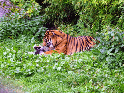 Sumatran Tiger at the Asia area at the Diergaarde Blijdorp zoo, during feeding