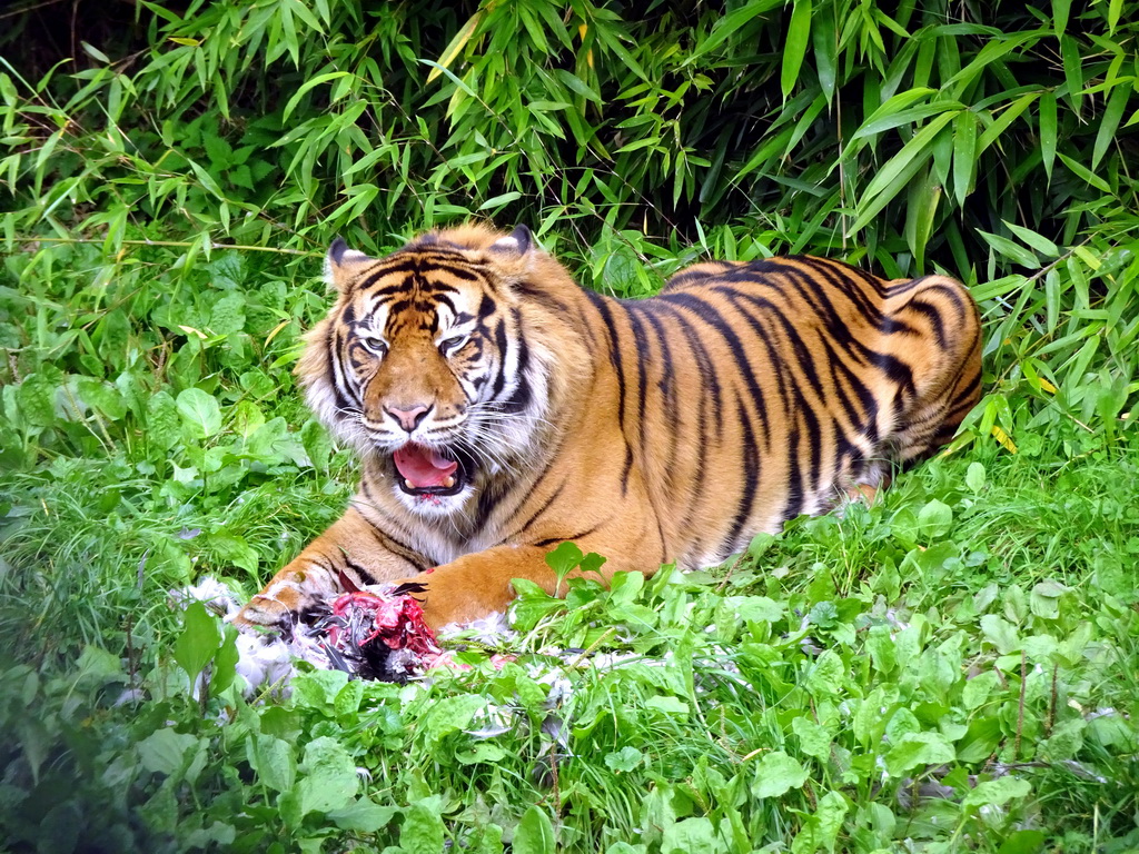 Sumatran Tiger at the Asia area at the Diergaarde Blijdorp zoo, during feeding