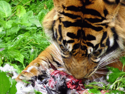 Sumatran Tiger at the Asia area at the Diergaarde Blijdorp zoo, during feeding