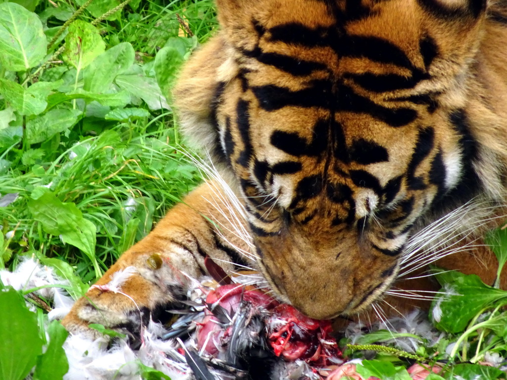 Sumatran Tiger at the Asia area at the Diergaarde Blijdorp zoo, during feeding