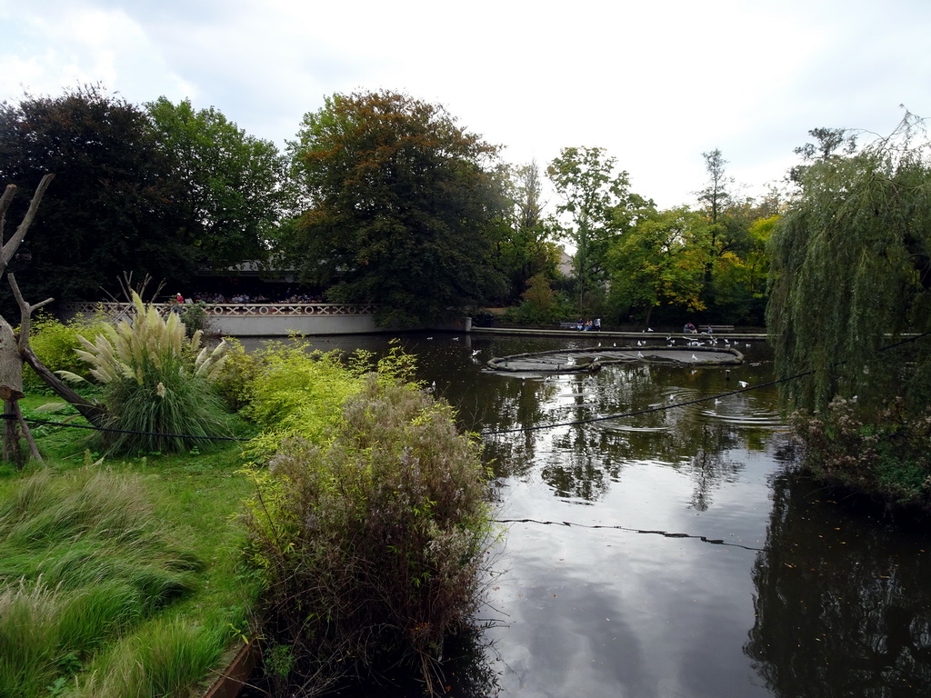 Central pond in front of the Rivièrahal building at the Asia area at the Diergaarde Blijdorp zoo