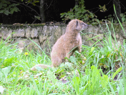 Yellow Mongoose at the Africa area at the Diergaarde Blijdorp zoo